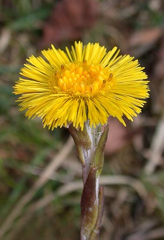  Image name: fanfara4.jpg 
 width: 323 pixel 
 height: 470 pixel 
 Size: 66692 bytes 
 Click to enlarge 